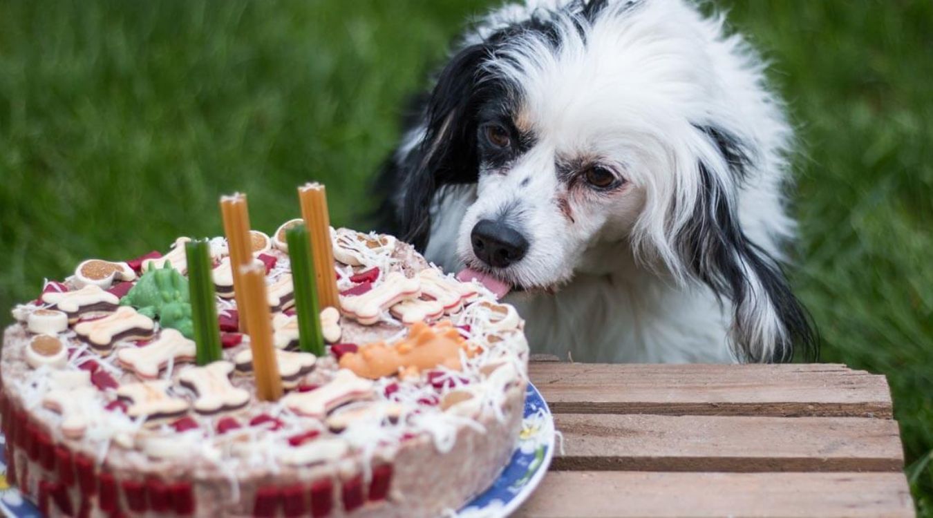 doggie-birthday-cake-recipe